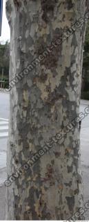 tree bark 0008